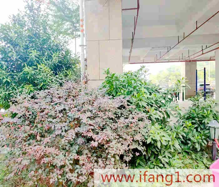 龍華最新小產權房